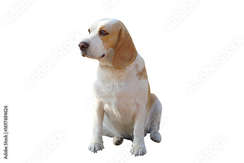 golden retriever dog