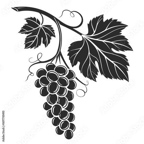 vector illustration of grapes