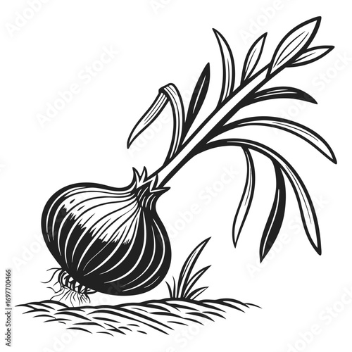 onion vector illustration
