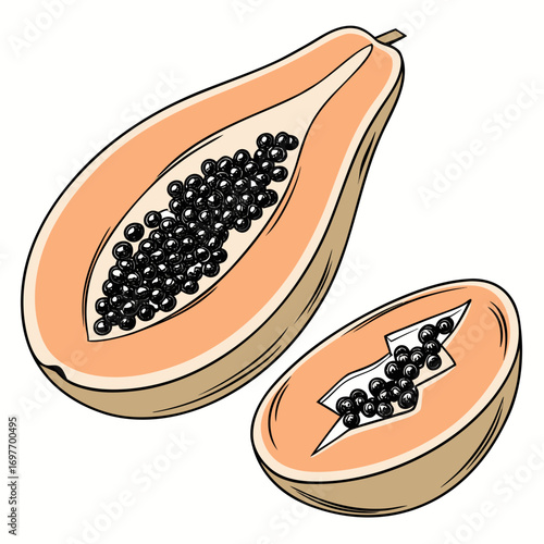 vector illustration of a papaya