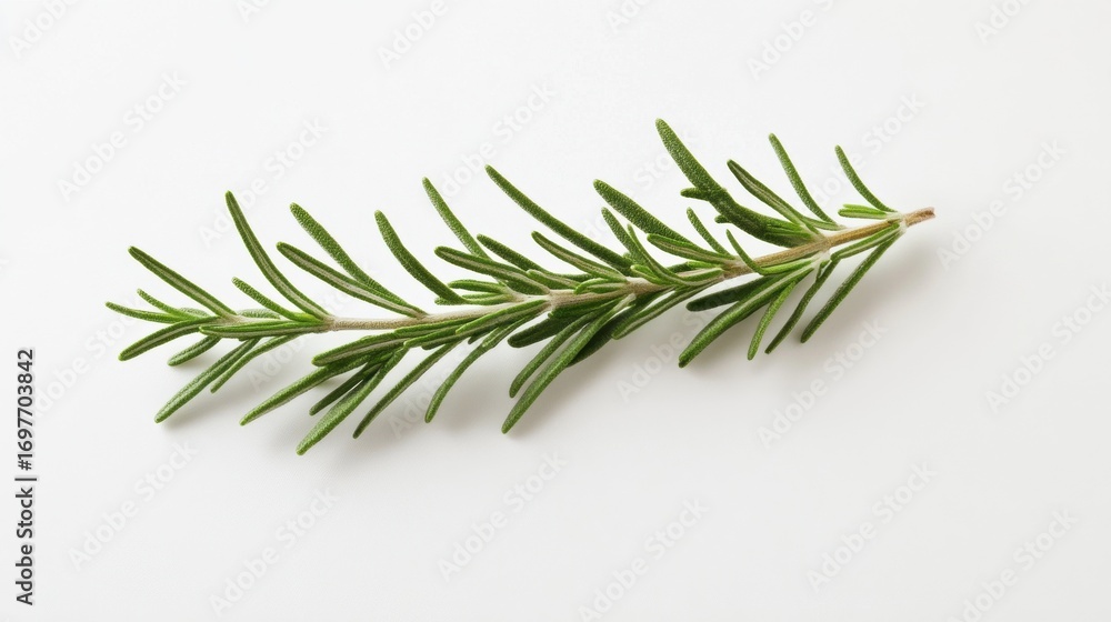 Fototapeta premium Fresh rosemary sprig on plain white background in studio