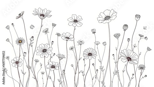 Daisy Flowers with Bright Pink Petals