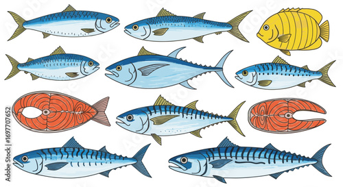 Illustration of various fish species, including mackerel, tuna, and salmon, presented in a detailed style.