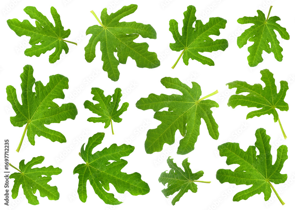 Fototapeta premium Green fig leaves isolated on white, set
