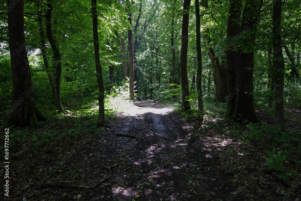 Fototapeta premium A forest path illuminated by sun rays breaking through the dense leaves of trees, forming light spots. This shot conveys the tranquility and harmony characteristic of nature, inviting the viewer to im