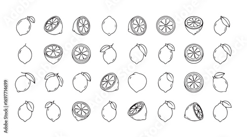 Collection of hand drawn oval shaped botanical illustrations silhouette