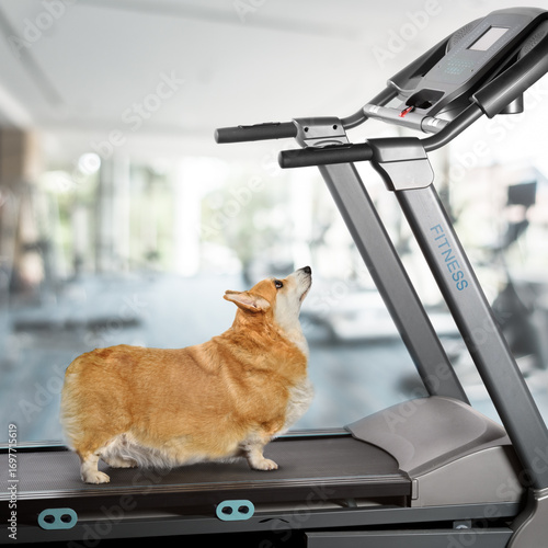 фотографія Sad overweight welsh corgi Dog stands on treadmill and looking at screen concept
