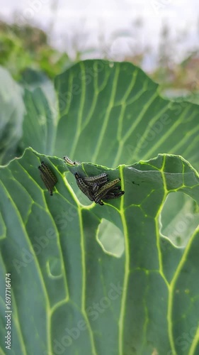 close up of green cabbage leaf heavily damaged by clustered dark caterpillars in garden setting ideal for agricultural pest management, gardening, environmental, and educational industries  

