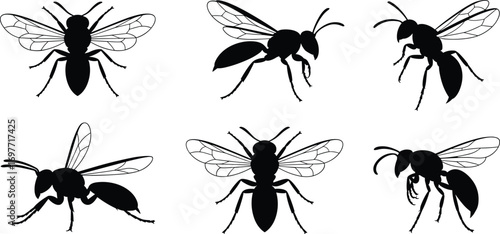 Bee and wasp silhouettes, flying insects, black and white vector, detailed wings, honeybee, hornet, pollinators, insect icons, nature, macro art