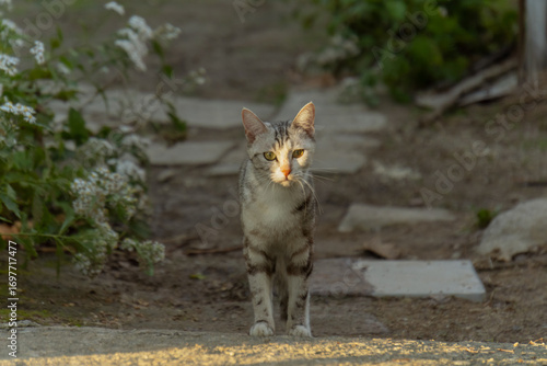 Gray tabby cat standing on a garden path