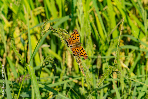 Spotted orange butterfly perched on green wild grass