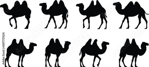 Black camel silhouettes with two humps, desert animals walking, dromedary camels in different poses, Arabian wildlife vector art design