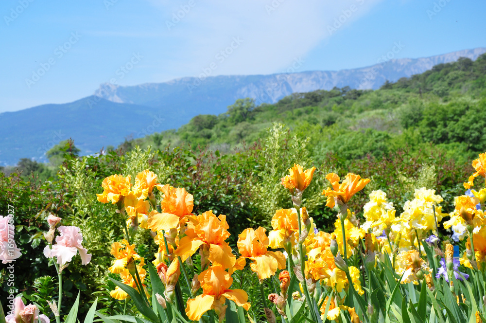 Obraz premium Field of blooming orange and yellow irises with mountains on horizon in spring garden close up view under blue sky representing natural beauty seasonal flowering and scenic outdoor landscape