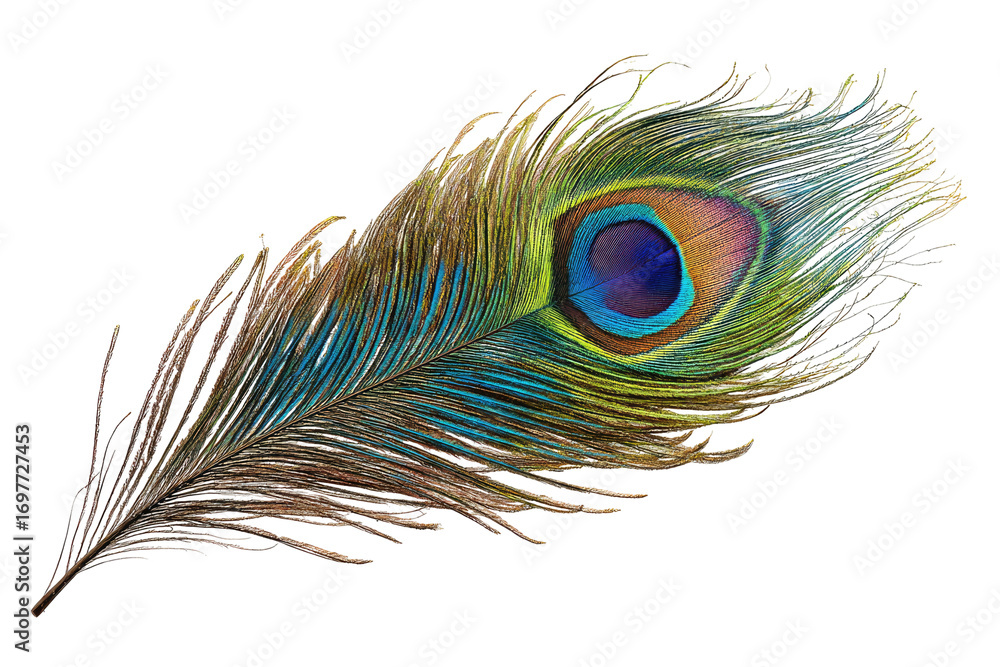 Obraz premium Vibrant peacock feather, detailed close-up
