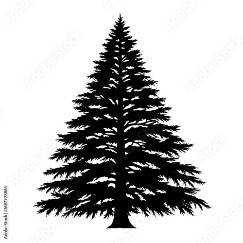 Black silhouette of a tall evergreen pine tree on white background