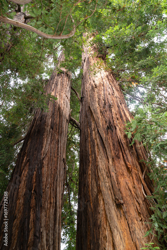Sequoia