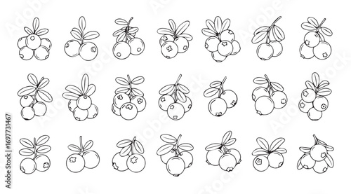 Collection of hand drawn fruit silhouettes with leaves and stems silhouette