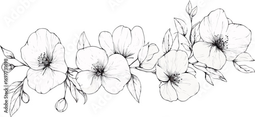 Delicate hand drawn black and white floral illustration of a winding branch with blossoms