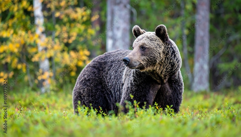 Fototapeta premium Brown bear in autumn forest (1)