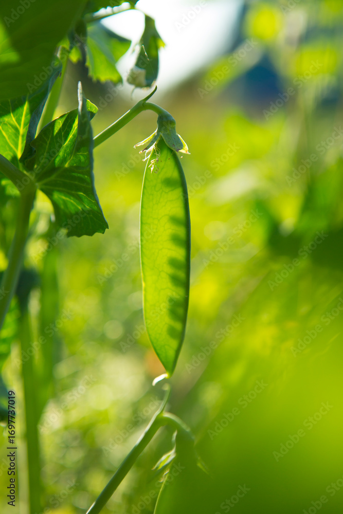 custom made wallpaper toronto digitalUnripe pea pods in the garden