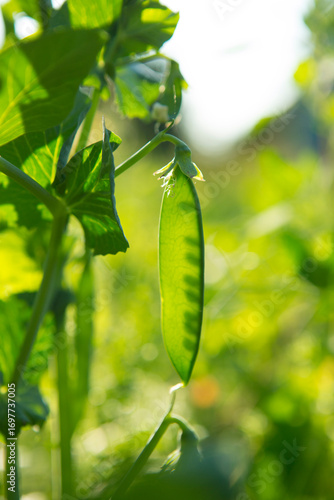 Wallpaper Mural Peas ripen in the garden Torontodigital.ca