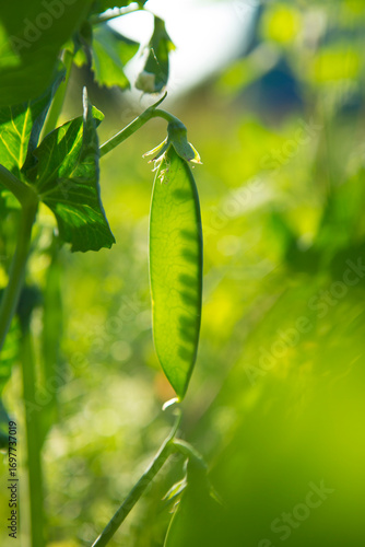 Wallpaper Mural Unripe pea pods in the garden Torontodigital.ca