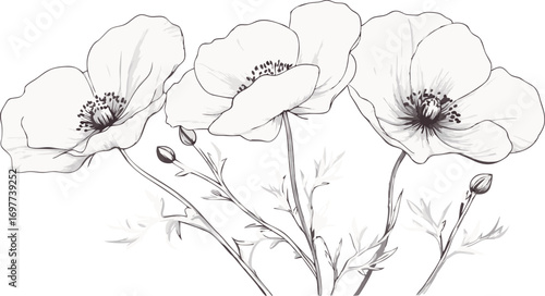 Delicate hand drawn sketch of a cluster of blooming poppies with detailed petals and centers