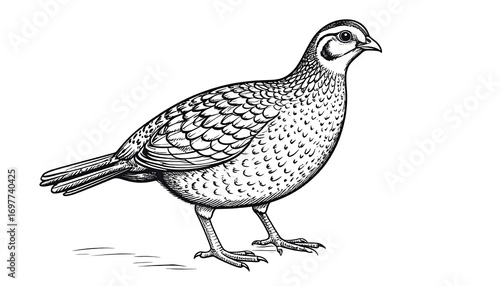 Detailed line drawing of a bird
