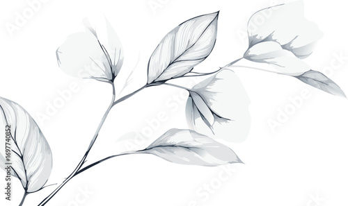 Delicate botanical illustration of a eucalyptus branch with detailed leaves in a minimalist sketch style
