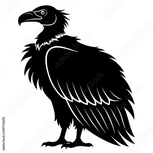 vulture isolated on white