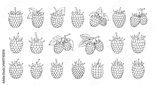 Collection of hand drawn pinecone silhouettes in black and white line art