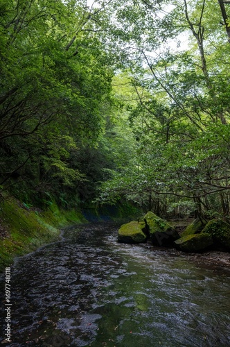 夏の岳切渓谷、森林と川の風景