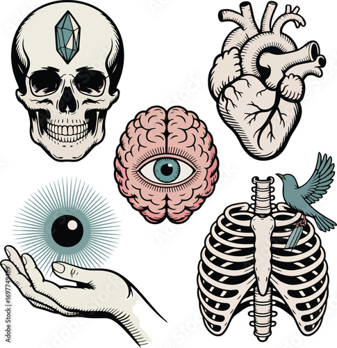 Skull crystal brain eye heart ribcage hand bird vector