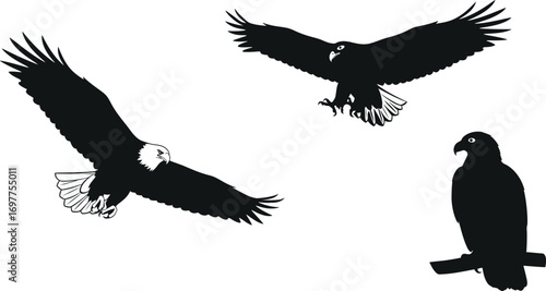 Eagle Illustration Flying Bald Eagle, Eagle Landing, Eagle Perched on Branch Silhouette
