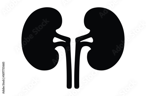 Human kidney silhouette vector, human kidney icon
