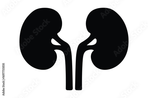 Human kidney silhouette vector, human kidney icon