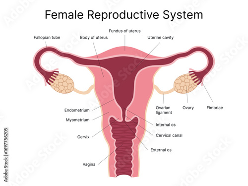 Detailed medical illustration of the female reproductive system. Uterus, ovaries, fallopian tubes, cervix. Perfect for medical textbooks, patient education, gynecology clinics, presentations