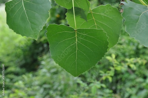 Slika na platnu Populus nigra var