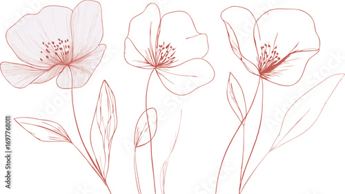 Delicate watercolor illustration of three ethereal pink and white poppy flowers with thin stems and leaves