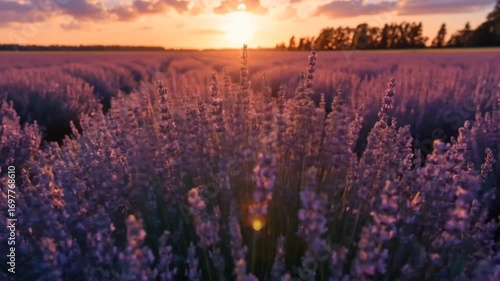 A soft wind moving through a field of lavender at sunset.