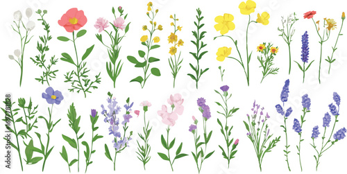 Collection of delicate wildflowers and herbs in a vibrant meadow setting with a white background