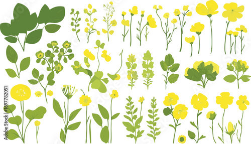 Collection of delicate yellow wildflowers and green foliage arranged in a naturalistic botanical illustration style