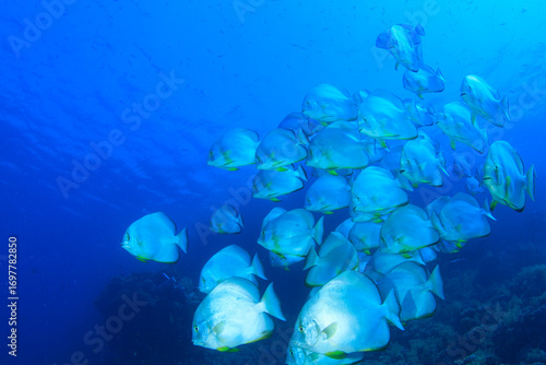 A group of batfish moves over the reef in the ocean.