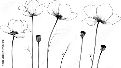 Delicate black and white sketch of poppies with buds on a white background