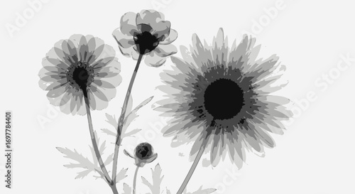 Elegant monochrome floral arrangement featuring translucent petals and delicate stems against a clean white background creating a serene botanical composition