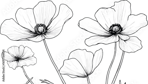 Delicate hand drawn sketch of anemone flowers in black and white line art style