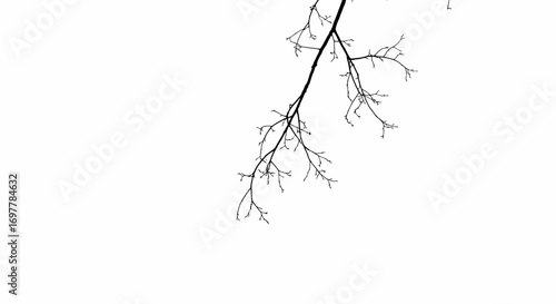 Bare tree branch silhouette against a stark white sky creating a minimalist winter scene with a sense of quiet solitude and natural beauty in monochrome tones