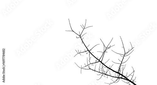 Silhouette of bare tree branches against a stark white sky creating a minimalist and stark winter scene with a sense of quiet desolation and natural beauty in monochrome