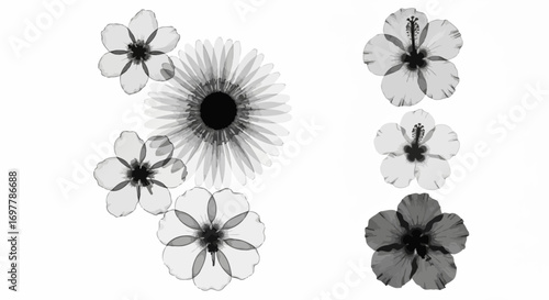 Delicate floral arrangement featuring translucent flowers in a black and white xray style against a clean white background creating a modern and ethereal aesthetic