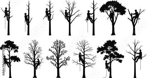 Multiple arborists climbing trees with safety gear, silhouette illustration of tree work, pruning, forestry maintenance, arboriculture, outdoor rope access jobs